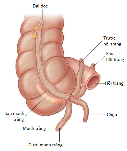 thuc-quan-16