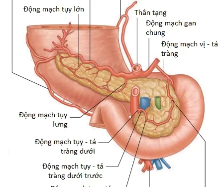 Giải Phẫu Các Tạng Trong Khoang Bụng