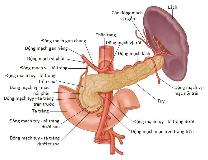 dong-mach-chu-bung-4