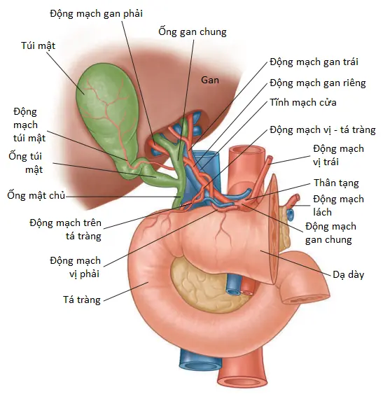 dong-mach-chu-bung-5