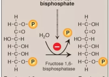 Quá Trình Tân Tạo Đường (Gluconeogenesis)