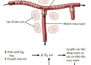 Sự Kiểm Soát Cục Bộ Và Dịch Thể Trong Lưu Lượng Máu Mô (Phần 1)