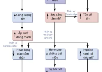 Sự Điều Hòa Thần Kinh Của Hệ Thống Tuần Hoàn (Phần 2)