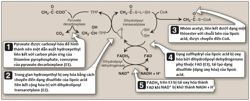 chu-trinh-tca-2