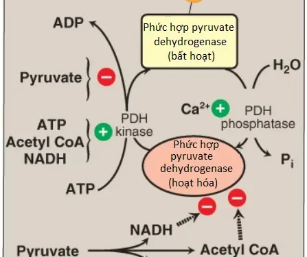 Chu Trình Tricarboxylic Acid Và Phức Hợp Pyruvate Dehydrogenase