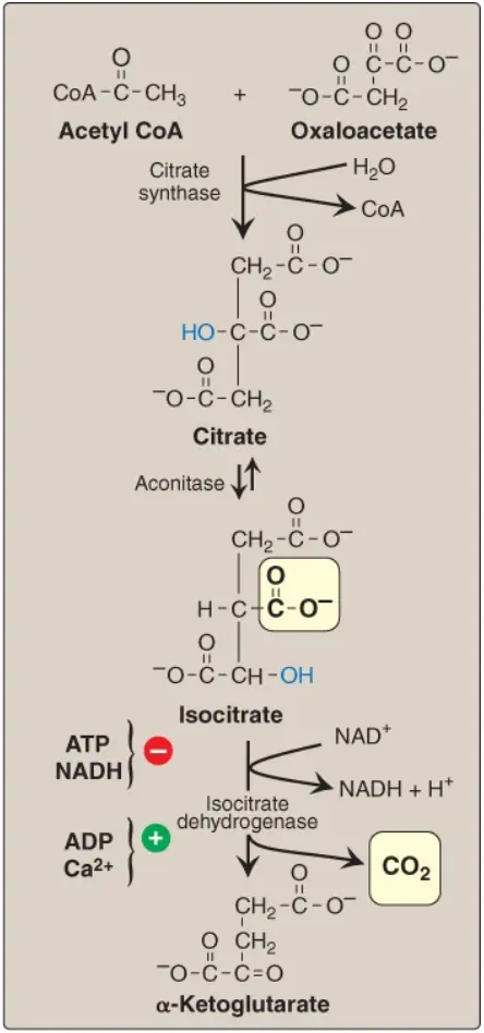 chu-trinh-tca-4