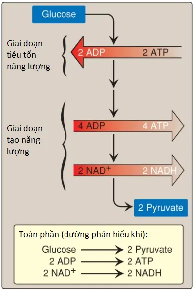 duong-phan-5