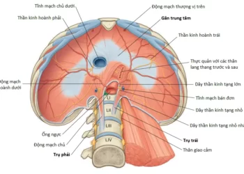 Giải Phẫu Vùng Bụng Sau (Phần 1)