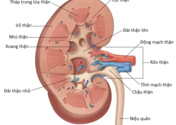 Giải Phẫu Vùng Bụng Sau (Phần 2)