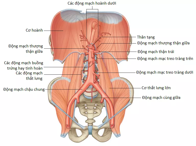 dong-mach-1