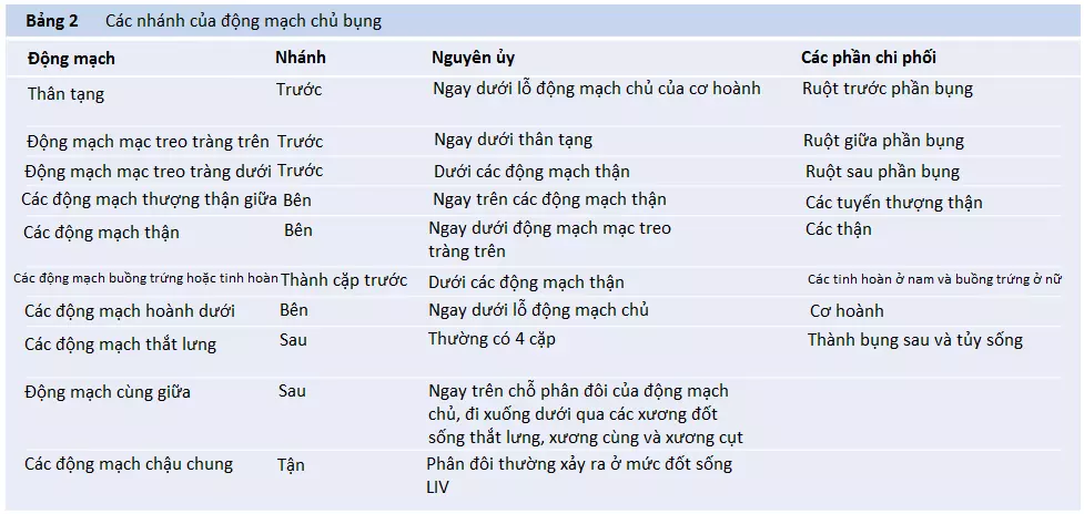 dong-mach-2