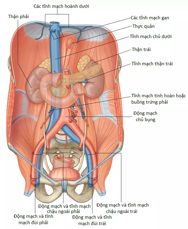 dong-mach-3