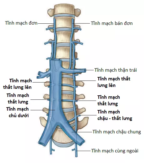 dong-mach-4