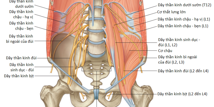 Giải Phẫu Vùng Bụng Sau (Phần 3)