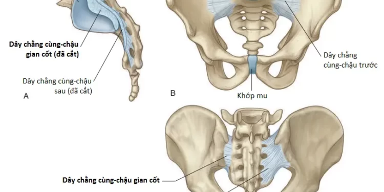 Giải Phẫu Vùng Vùng Chậu (Phần 1)