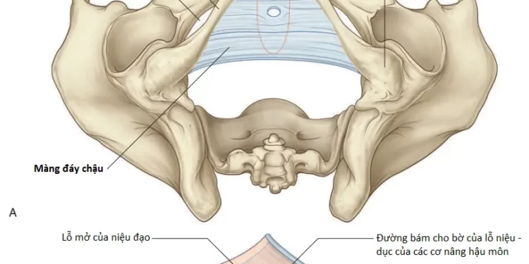 Giải Phẫu Vùng Vùng Chậu (Phần 2)