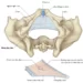 Giải Phẫu Vùng Vùng Chậu (Phần 2)