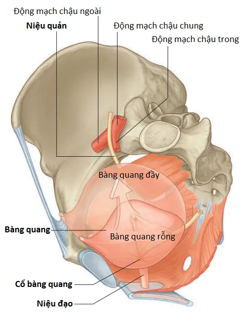 giai-phau-vung-chau-2