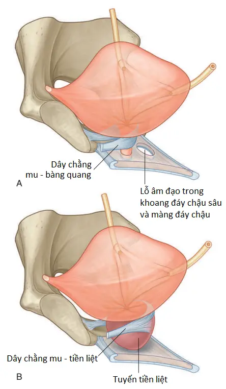 giai-phau-vung-chau-4