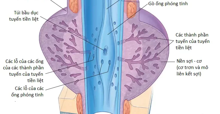 Giải Phẫu Vùng Vùng Chậu (Phần 3)