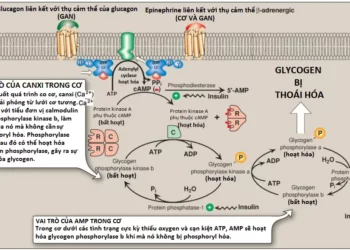Chuyển Hóa Glycogen