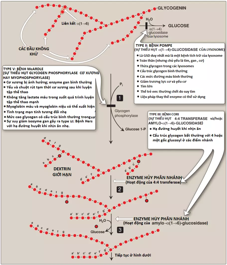 glycogen-8