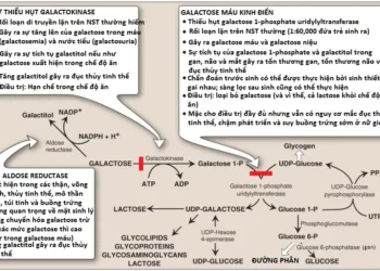 Chuyển Hóa Monosaccharide Và Disaccharide
