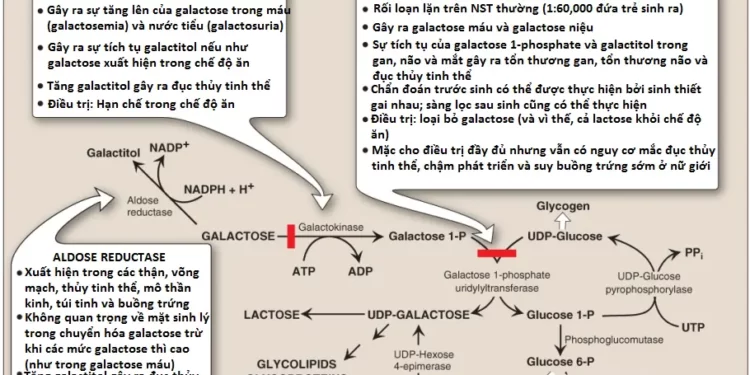 Chuyển Hóa Monosaccharide Và Disaccharide