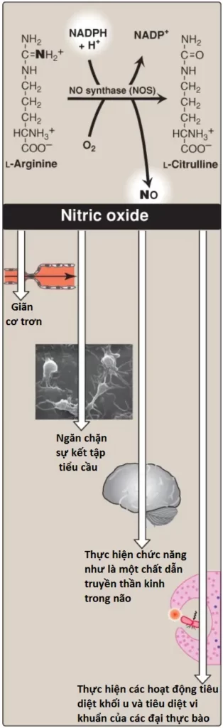 nadph-2