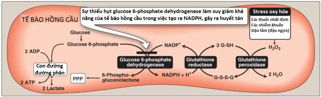 nadph-3