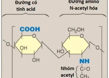 Glycosaminoglycans, Proteoglycans Và Glycoproteins (Phần 1)