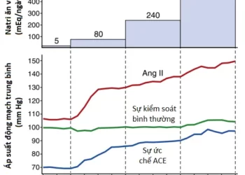 Vai Trò Của Thận Trong Kiểm Soát Áp Suất Động Mạch Dài Hạn Và Trong Tăng Huyết Áp (Phần 2)