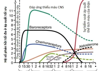 Vai Trò Của Thận Trong Kiểm Soát Áp Suất Động Mạch Dài Hạn Và Trong Tăng Huyết Áp (Phần 3)