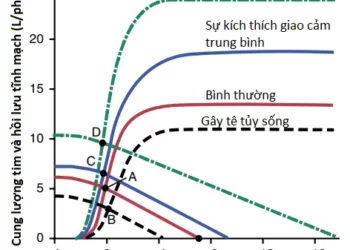 Cung Lượng Tim, Hồi Lưu Tĩnh Mạch Và Sự Điều Hòa Của Chúng (Phần 3)