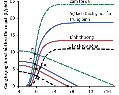 Cung Lượng Tim, Hồi Lưu Tĩnh Mạch Và Sự Điều Hòa Của Chúng (Phần 3)