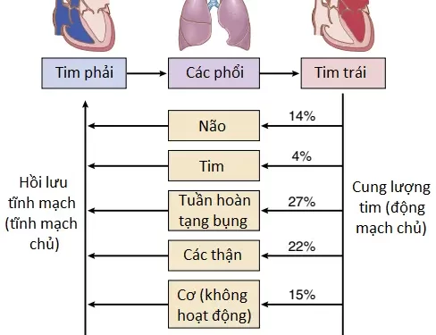 Cung Lượng Tim, Hồi Lưu Tĩnh Mạch Và Sự Điều Hòa Của Chúng (Phần 1)