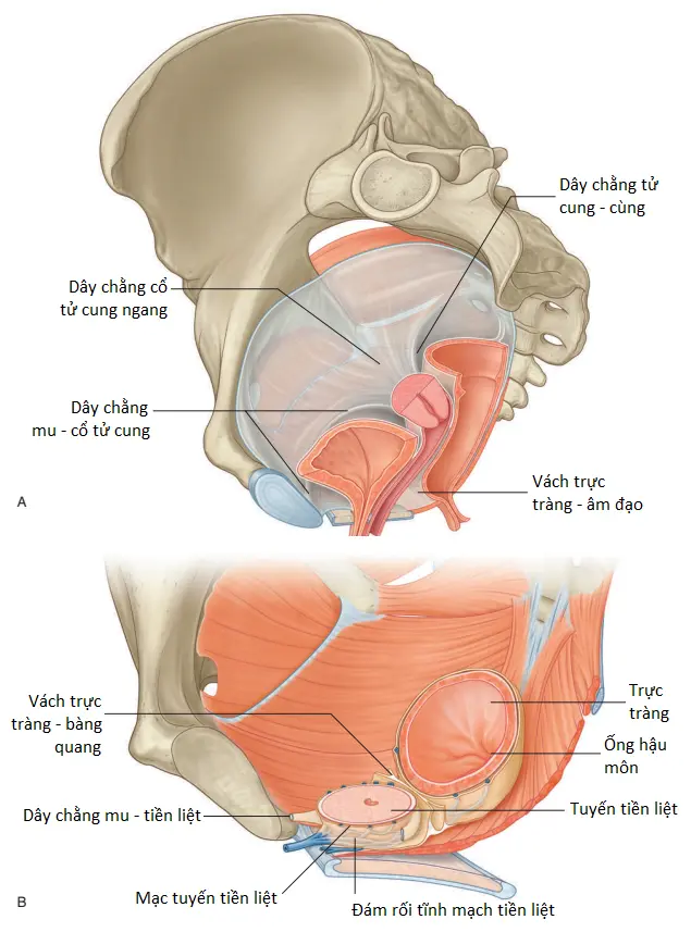 dam-roi-cung-1
