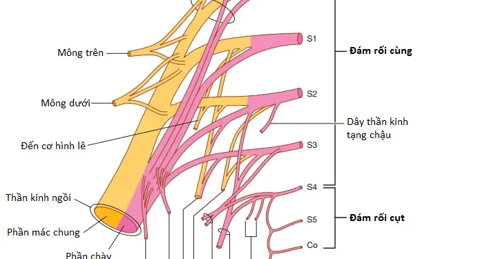Giải Phẫu Vùng Vùng Chậu (Phần 4)