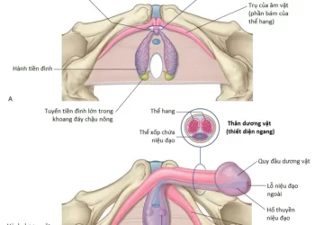 Giải Phẫu Vùng Đáy Chậu (Phần 1)