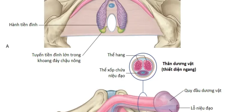 Giải Phẫu Vùng Đáy Chậu (Phần 1)