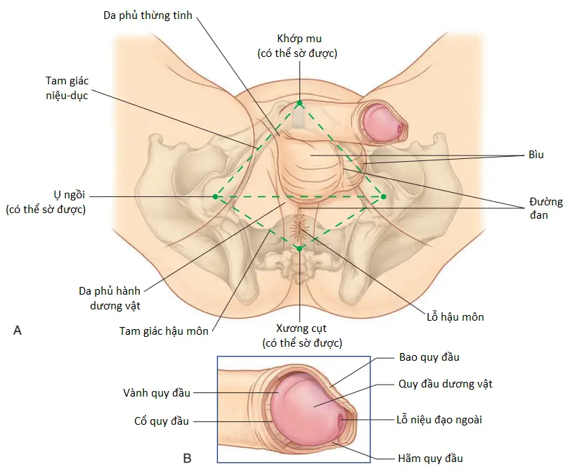 tam-giac-nieu-duc-2