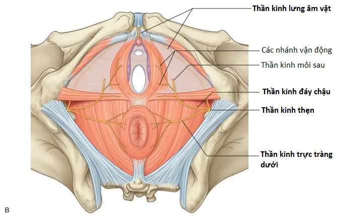 tam-giac-nieu-duc-5