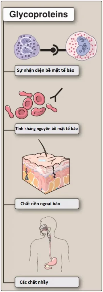 glycoproteins-2