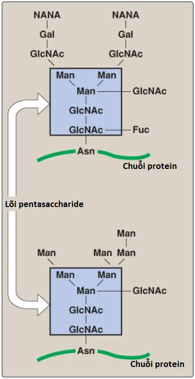 glycoproteins-3