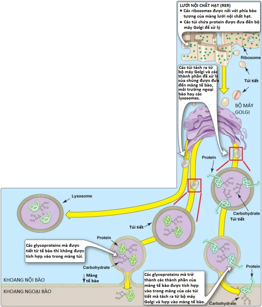 glycoproteins-4