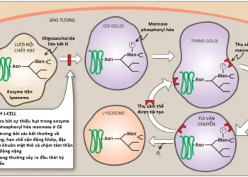 Glycosaminoglycans, Proteoglycans Và Glycoproteins (Phần 2)