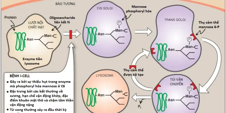 Glycosaminoglycans, Proteoglycans Và Glycoproteins (Phần 2)