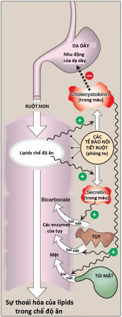 chat-beo-4