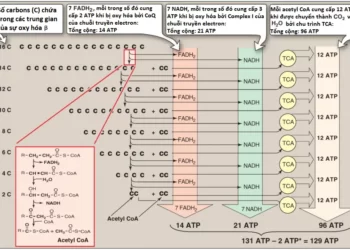 Chuyển Hóa Acid Béo, Triacylglycerol Và Thể Ketone (Phần 2)