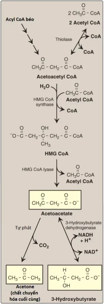 the-ketone-1